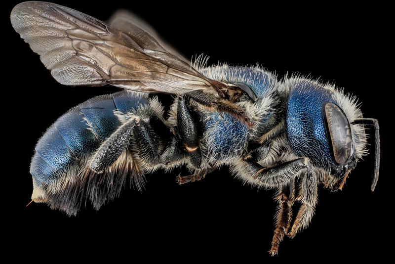 Illustration for article titled Close-Up Bee Portraits Are A Glimpse Into A Gorgeously Weird World
